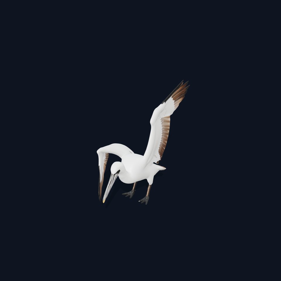 Gannet Bird model pack